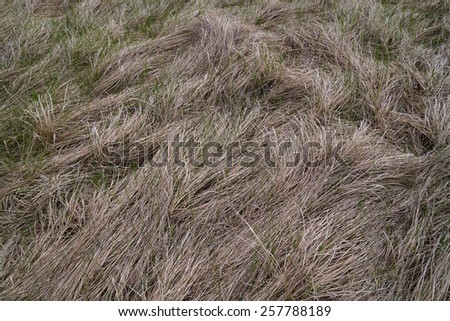 Green grass breaks through last year\'s dry