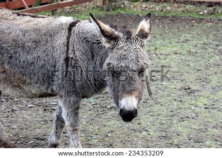 Brown-gray donkey walks in the paddock outdoors