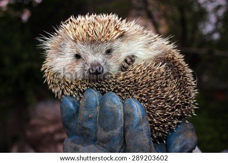 Tamed hedgehog in a coil on the hand of man