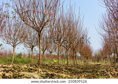 Rows of peach tree on blue sky background