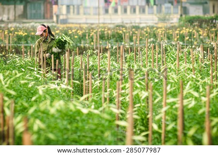23 November 2014 in Taytuu floriculture village in Hanoi Vietnam, unknow woman farmer working in the flower filed