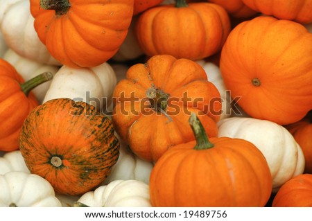 A colorful marketplace display of various kinds of pumpkins