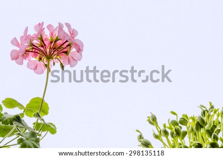plant: flower and soy sprouts