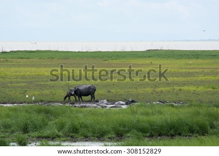 Buffaloes in Thale Noi. Thale Noi means small lake Thale Noi Non-Hunting Area, Songkhla Lake, Phatthalung, Thailand.