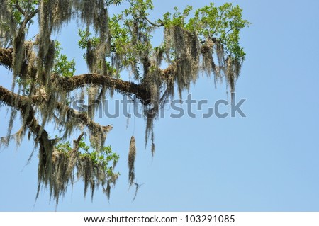 Spanish Moss On Louisiana Live Oak Tree Branches