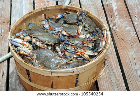 A Hamper Of Fresh, Live Louisiana Blue Crabs