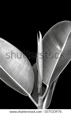 Black And White Fine Art Photo Of A Indian Rubber Bush (Ficus elastica)