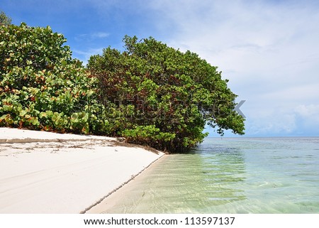Unspoiled White Natural Beach With Mangrove And Sea Grape Trees On Woman Key, Florida Keys
