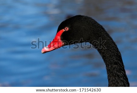 A Closeup Profile Portrait Of A Black Swan (Cygnus atratus) With Red Beak