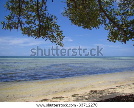 Ocean From Under Mangrove Tree On Natural Beach