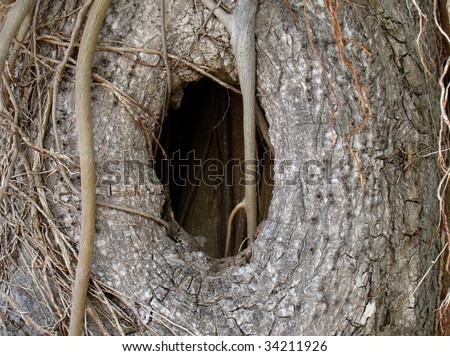 knothole in tree