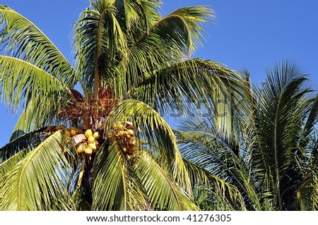 Golden Coconuts On Palm Tree