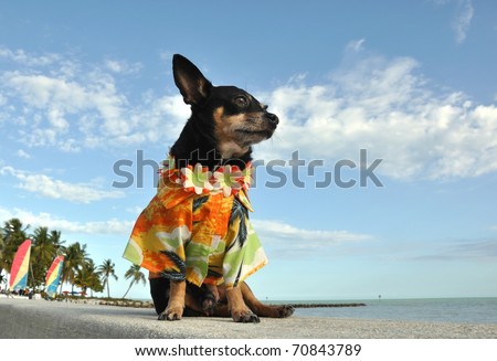 Chihuahua Puppy At The Beach Dressed In A Tropical Hawaiian Shirt