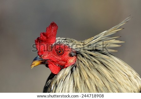 Closeup Portrait Of A Colorful Rooster.