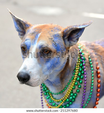 A blue painted dog wearing Mardi Gras beads watches a parade through the New Orleans French Quarter.