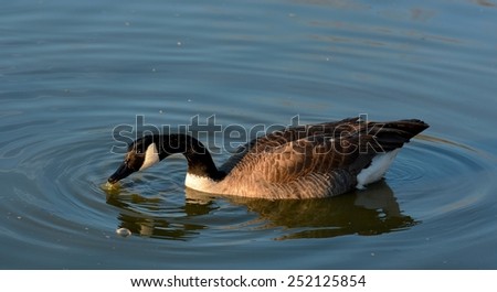A Canadian Goose (Branta canadensis) drinking water from a pond.