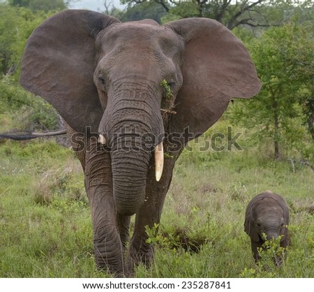 Elephant calf with mom