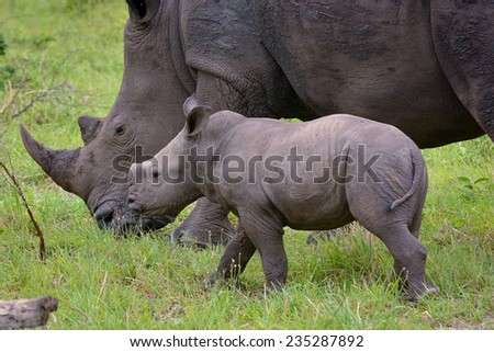Rhino calf with mum
