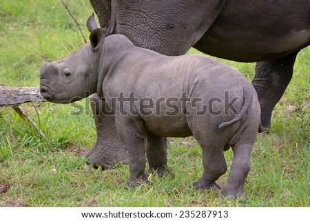 Rhino calf with mum