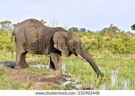 Elephant stretching out for the best reeds at a water hole at Londolozi Game Reserve, Kruger National Park, South Africa