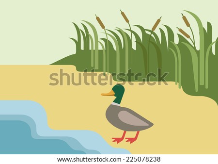 Drake duck on river bank habitat background flat design cartoon vector farm wild animals birds. Flat zoo nature children collection.
