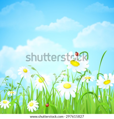 Nice shiny fresh daisy chamomile flower grass lawn with bokeh blur effect sunshine beam background. Nature spring summer backgrounds collection.