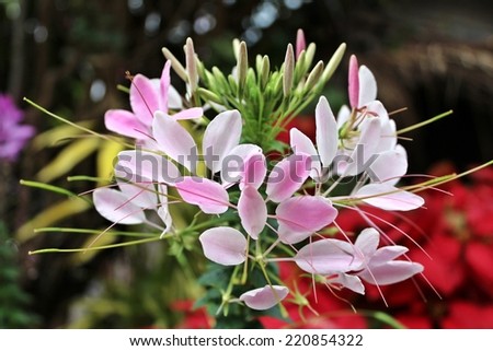 White pink flowers in a winter of North Thailand / Lady pink flower