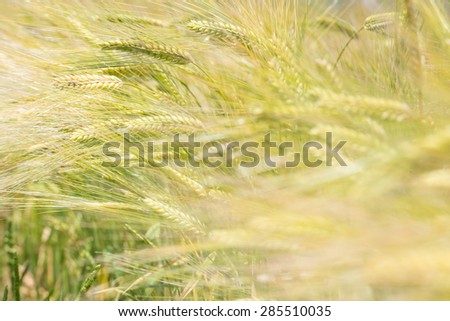 Background image of close up yellow and green barley field, shallow focus and close up wheat field