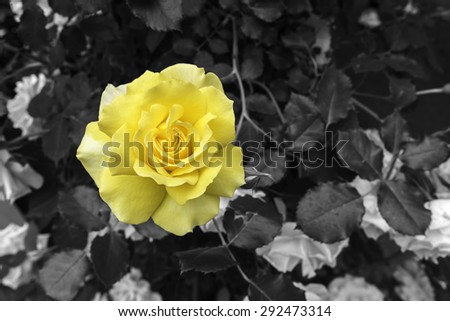 Yellow rose flower over black and white background, selective color yellow on black and white background