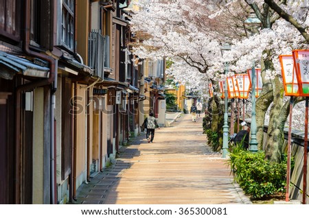 KANAZAWA,JAPAN - 9 April,2014 : Beautiful Cherry blossom trees along the street at Kyoka No Michi, which run along Asanogawa river in Kanazawa, Japan.