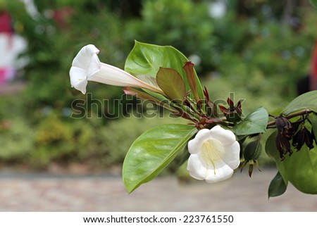 White Portlandia Grandiflora flower,Glorious Flower of Cuba, Bell Flower