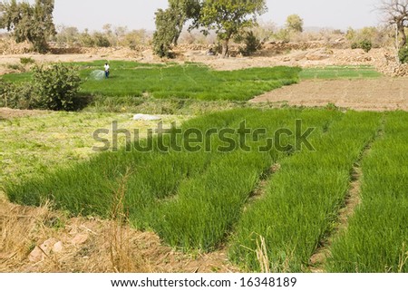 Green Fields in Hot Africa