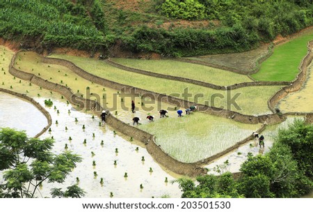 HA GIANG, VIET NAM - JUNE 28, 2013: Farmers transplant rice in a field in Vietnam