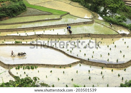 HA GIANG, VIET NAM - JUNE 28, 2013: Farmer is planting on the paddy rice farmland in Vietnam