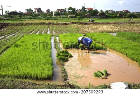 HA NOI, VIET NAM - JULY 13, 2014: Vietnamese farmers work hard on the rice field. For many farmers rice is the main source of income and people have to work hard for this.