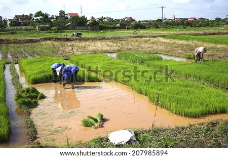 HA NOI, VIET NAM - JULY 13, 2014: Vietnamese farmers work hard on the rice field. For many farmers rice is the main source of income and people have to work hard for this.