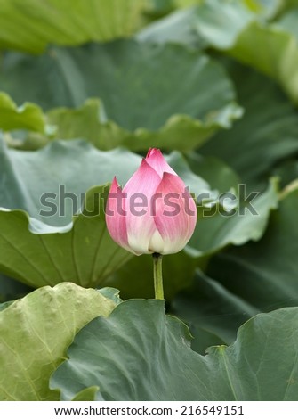 Pink lotus bloom in the pond