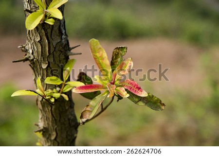 Young new leaf on the tree trunk