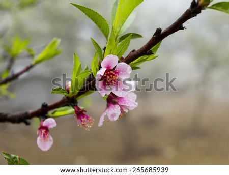 Blooming pink plum blossom (Pink Chinese plum flowers or Japanese apricot flowers).