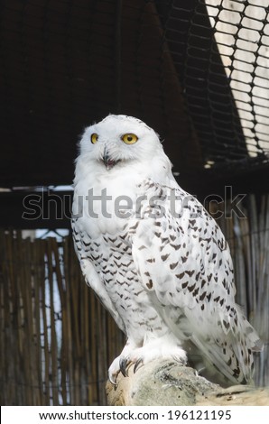 White owl in aviary