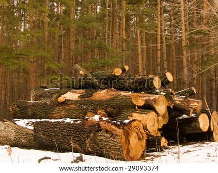 Logs in wood