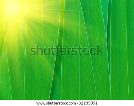 Solar patch of light on gladiolus leaves