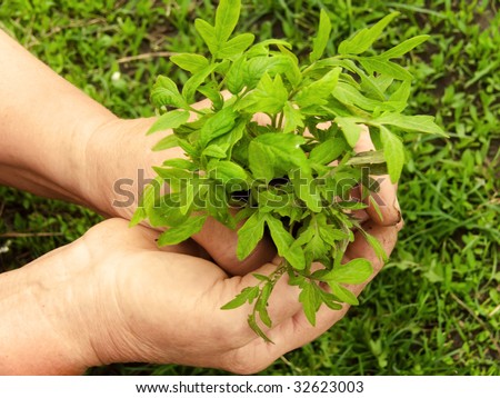 Hands female plants with a sprout