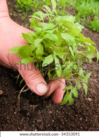 Hand with a plant sprout