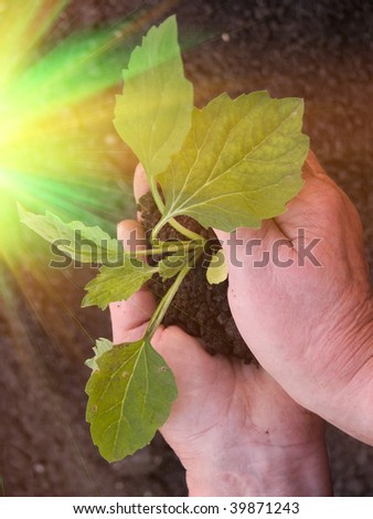 Hands  sprout  plant