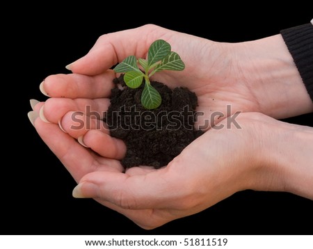 Hands  female   sprout   plant