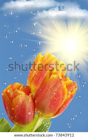 Flowers  tulips  sun  rain   clouds