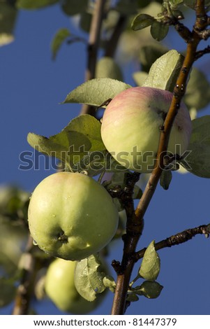 Fruit ripe apples water drops