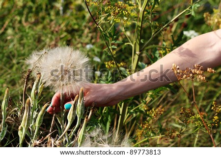 Female hand sryvayuschmy autumn fluffy dandelion