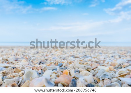 Seashell on the beach , lots of different seashells